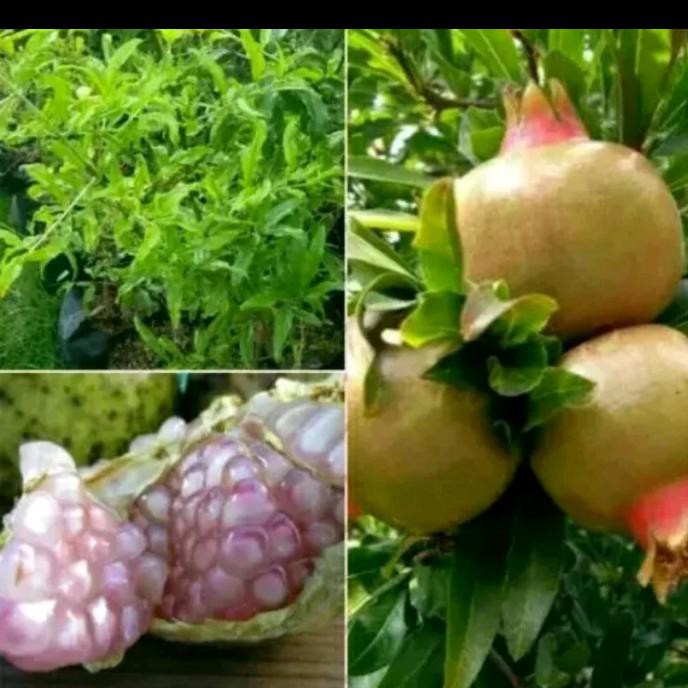 Bibit Pohon Buah Delima Putih-Pohon Delima Putih Pak0Y