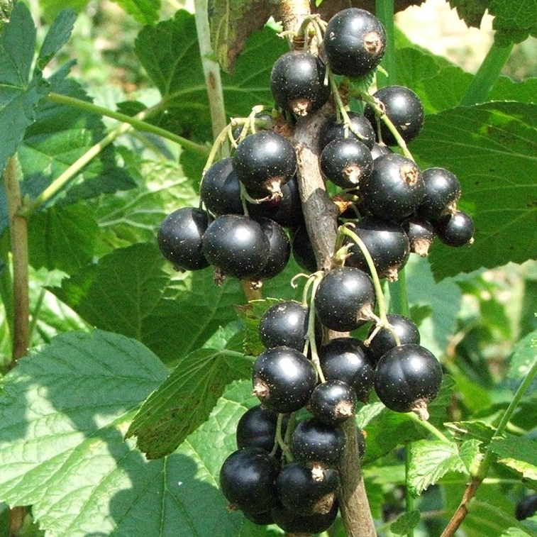 4 Benih Bibit Buah Blackcurrant Premium Seed Tanaman Buah Buahan Black Currant Super Ribes Nigrum Unggul