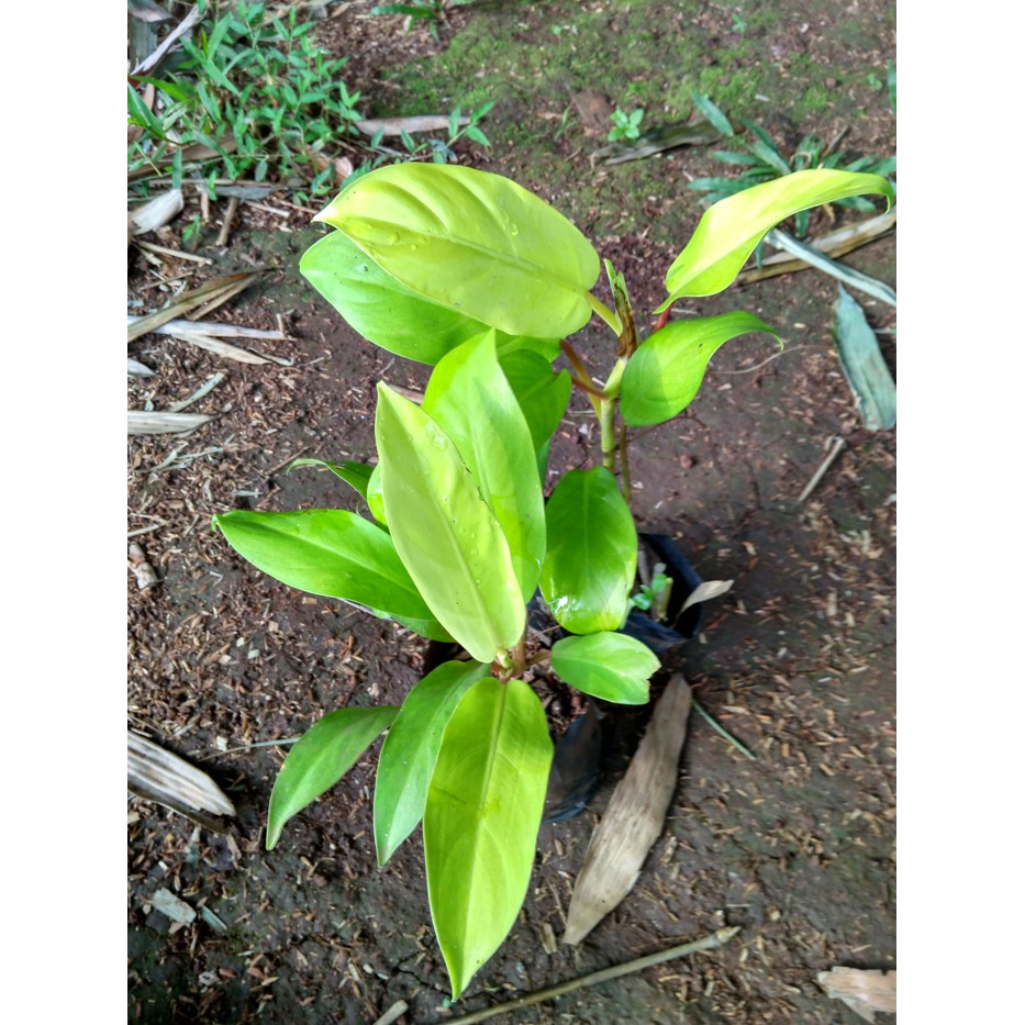 tanaman sri Gading pohon centong sri Gading centong sirih gading