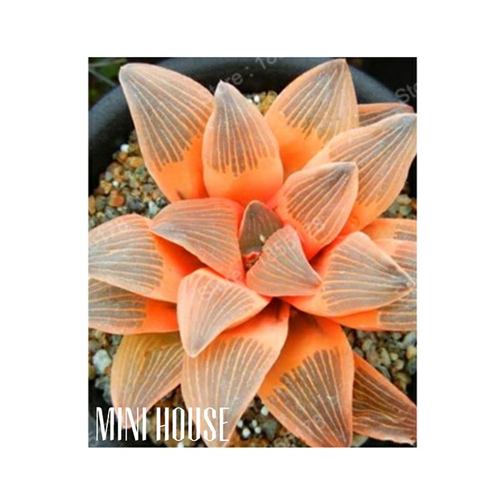 biji bibit benih sukulen / succulent Import Langka