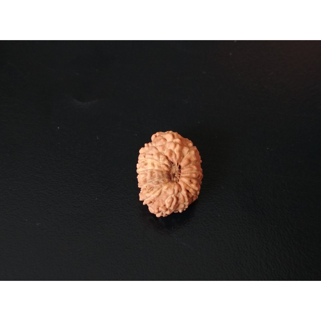 Jenitri Mukhi 13 D17.7x13.6 Liontin Genitri Rudraksha