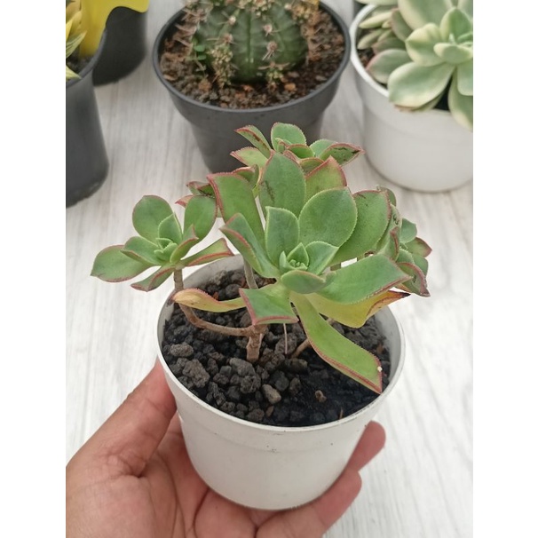 Sekulen - Sekulen murah - Sekulen kiwi