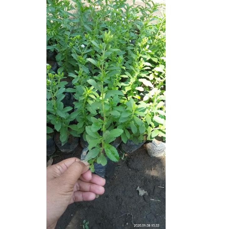 

[BACA DESC] BIBIT STEVIA(PENGANTI GULA)