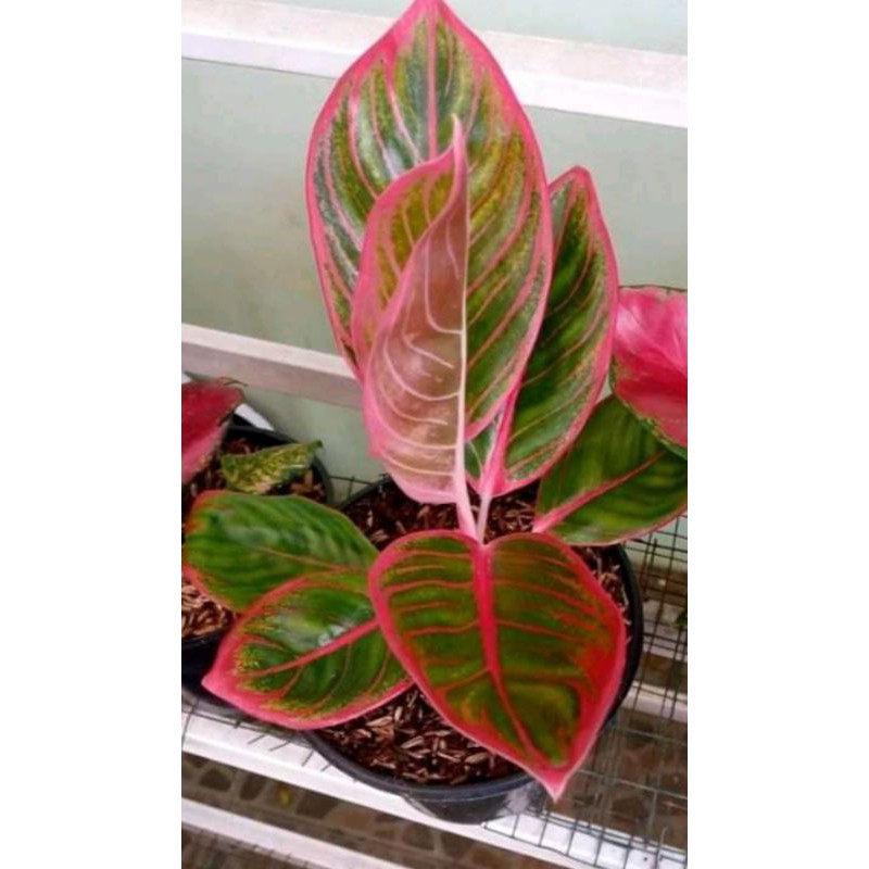 aglonema kanza taman hias aglonema kansa