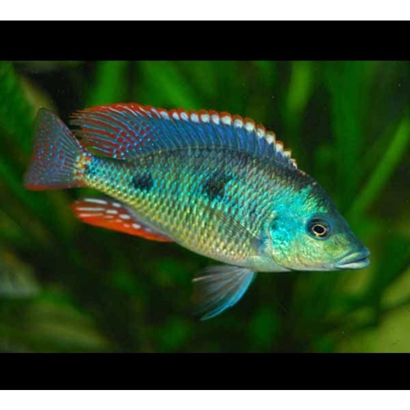 Otopharynx Tetrastigma Cichlid Lake Malawi