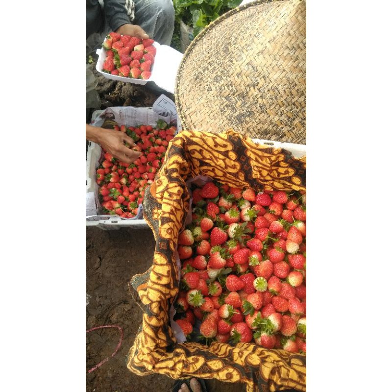 

buahstrawberry