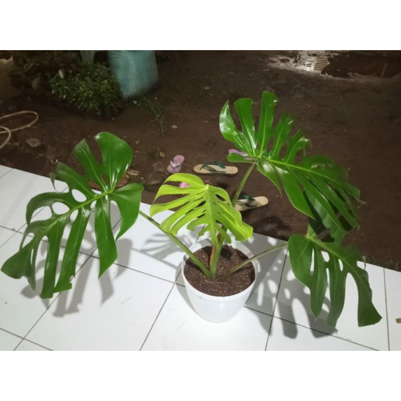 tanaman hias monstera king daun besar