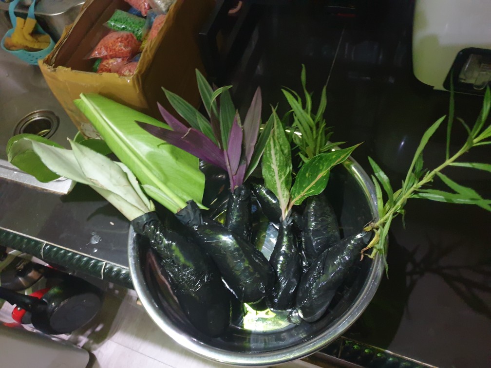 Aglaonema Butterfly - Bibit Aglaonema - Aglaonema - Aglonema Butterfly - Agonema - Bibit Aglonema