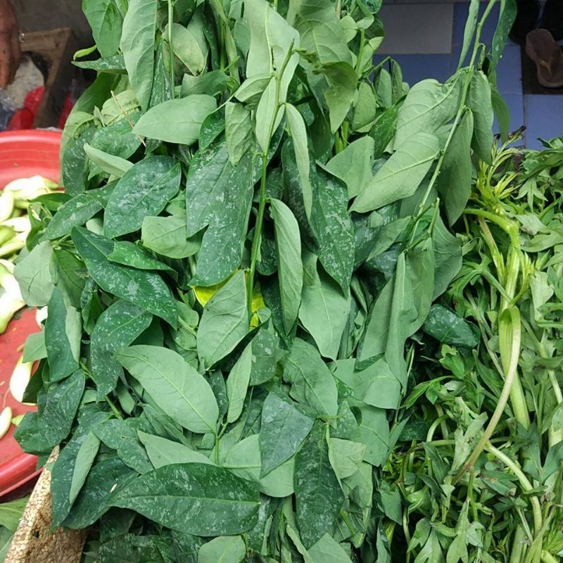 

Daun Katuk per 1 ikat