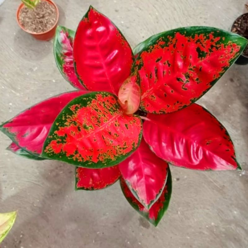 Aglaonema Suksom Jaipong / Aglonema Suksom Jaipong florist nursery / Aglonema Suksom Jaipong (Tanama