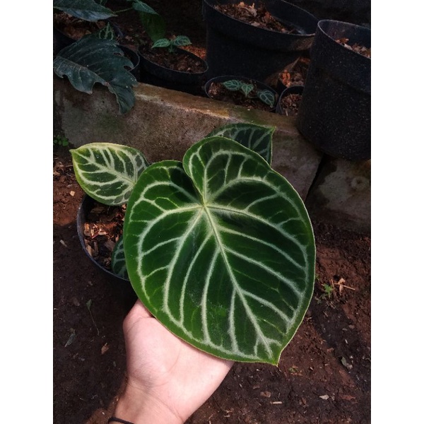 Dorayaki Mangkok Ori