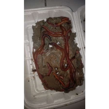 Cacing laut kilang kilung umpan galatama joss