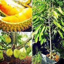 Bibit Durian Bawor Original Bibit Buah Durian Bawor Super
