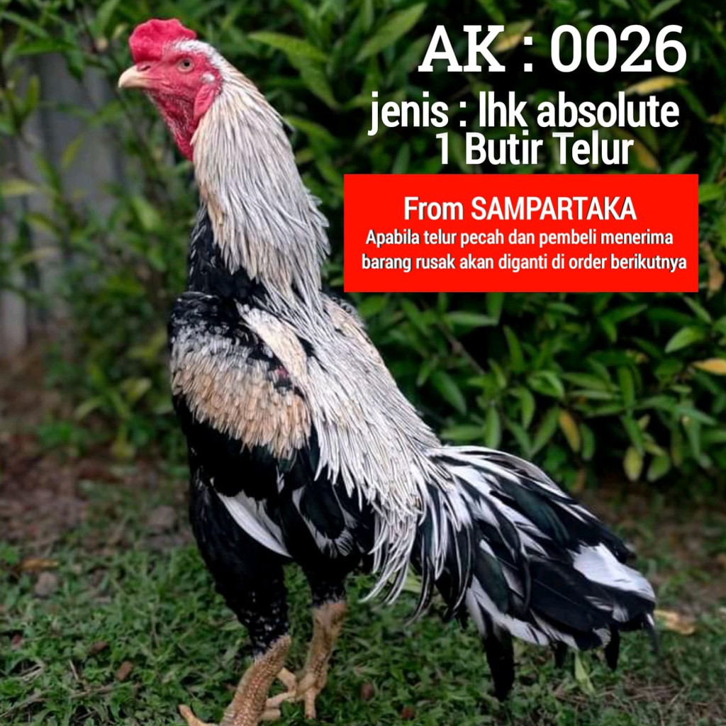 telur ayam bangkok siam lhk thailand kode AK 26 perbutir