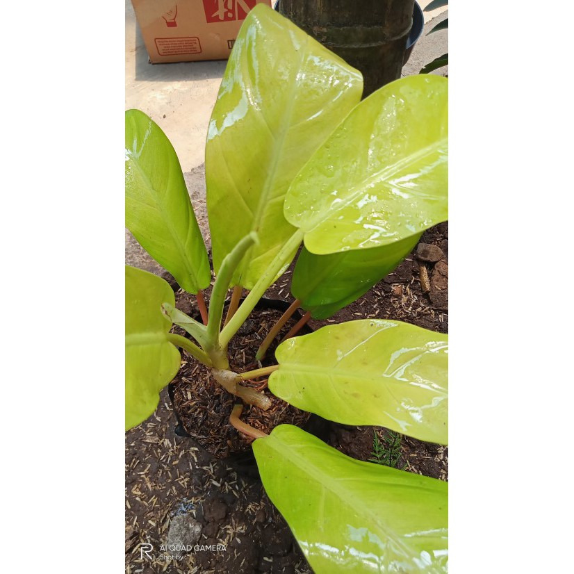 

BIBIT PHILO LEMON