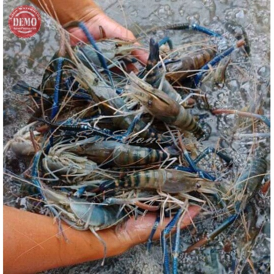 Udang Galah Segar 1Kg // Udang Segar Fresh Garansi Segar