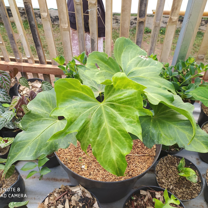 TANAMAN ANTHURIUM PTERODACTYL | ANTORIUM BATMAN REAL FOTO