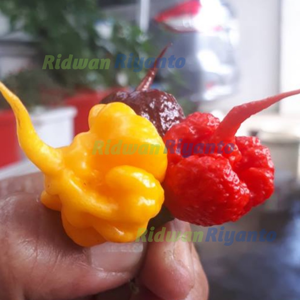 PAKET 3 Jenis BIJI Benih Cabe CAROLINA REAPER Red Yellow Choco Cabai Terpedas di DUNIA The Guinness