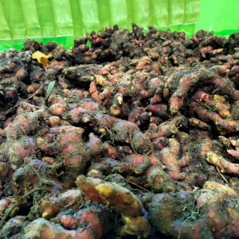 

Jahe Merah asli SAMOSIR Kualitas Terbaik /kg