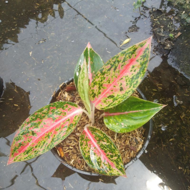 aglonema srikandi thailand