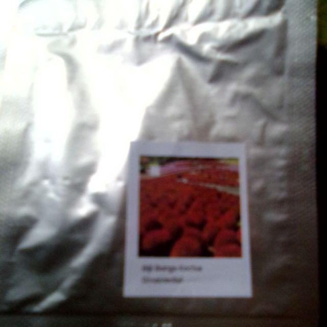 Biji Bunga Kochia Merah Import (kochia Scoparia Red)