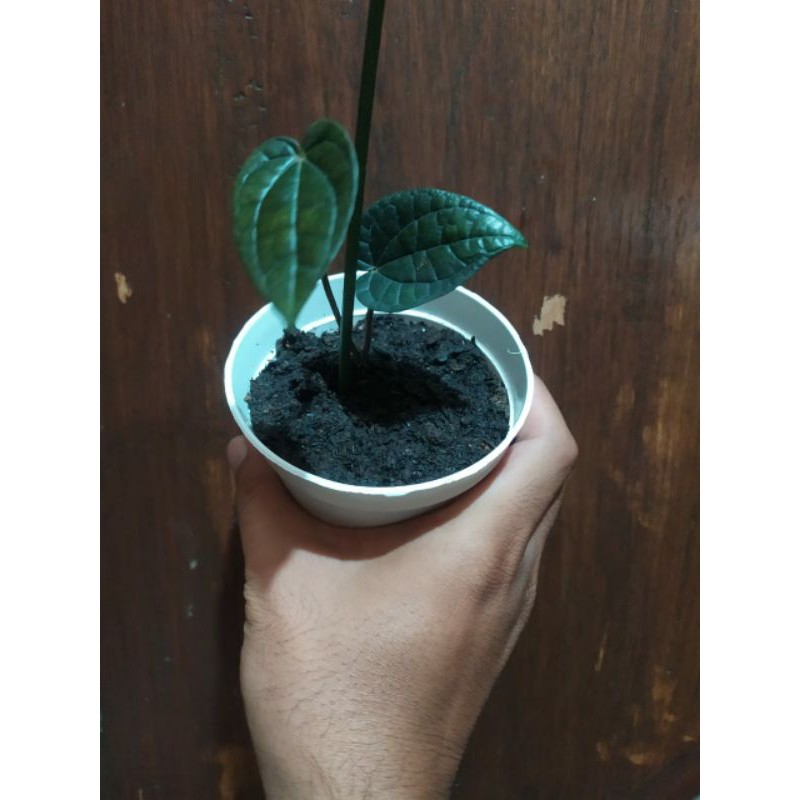 sirih Hitam sp papua ORI