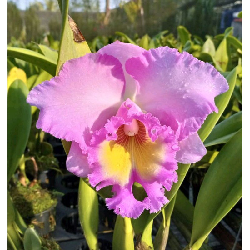 Anggrek Catleya Pink Dewasa Hybrid