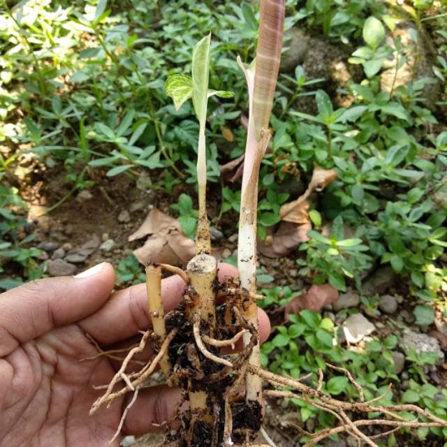 Featured image of post Bonggol Aglonema Lotus Merawat aglonema suksom jaipong butuh sedikit usaha bunga aglonema merupakan salah satu jenis tanaman hias yang keindahannya dilihat dari daunnya
