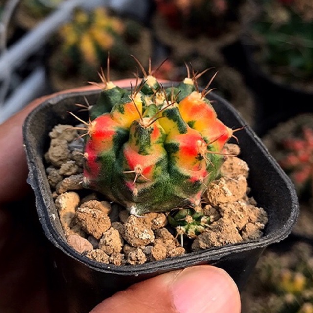 takacacti - kaktus gymnocalycium mihanovichii t3115