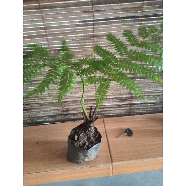 Bibit tanaman pakis ekor monyet