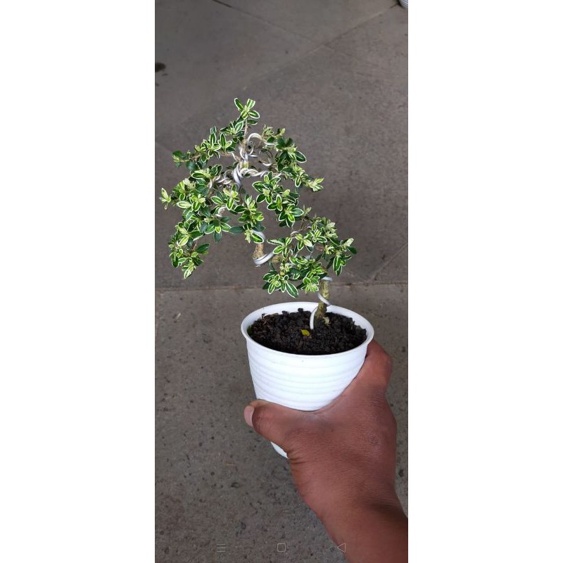 Bonsai melati jepang, hingkip berbunga putih