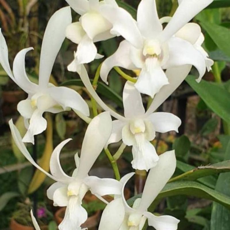 tanaman hias anggrek dendrobium caesar white/capung jawa