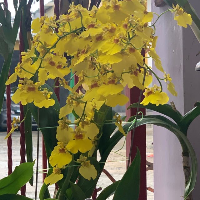 Anggrek oncidium