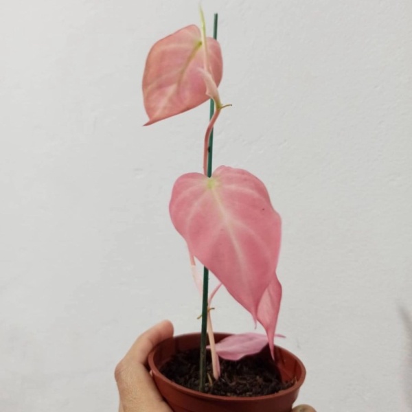 Unik tanaman hias philodendron mican pink murah Diskon