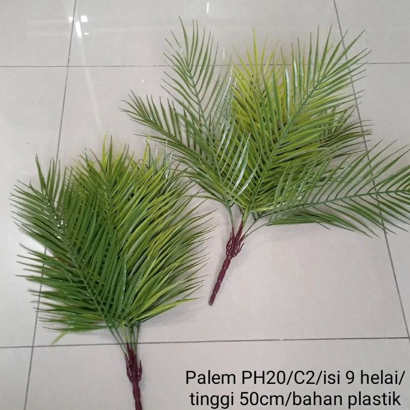 Pohon Palem PH20