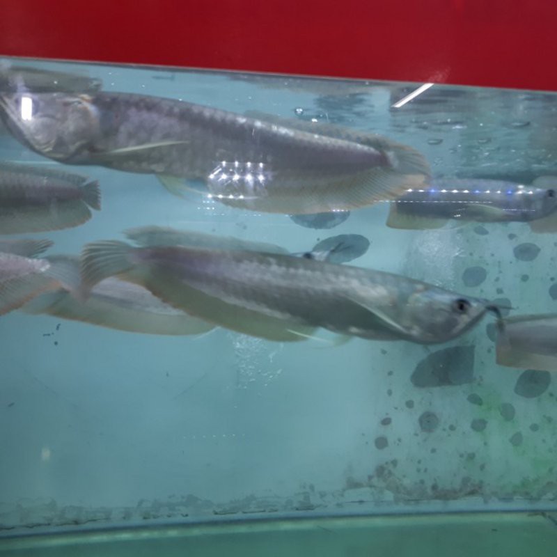 Ikan Hias Arwana Silver Size 20 sd 25 cm