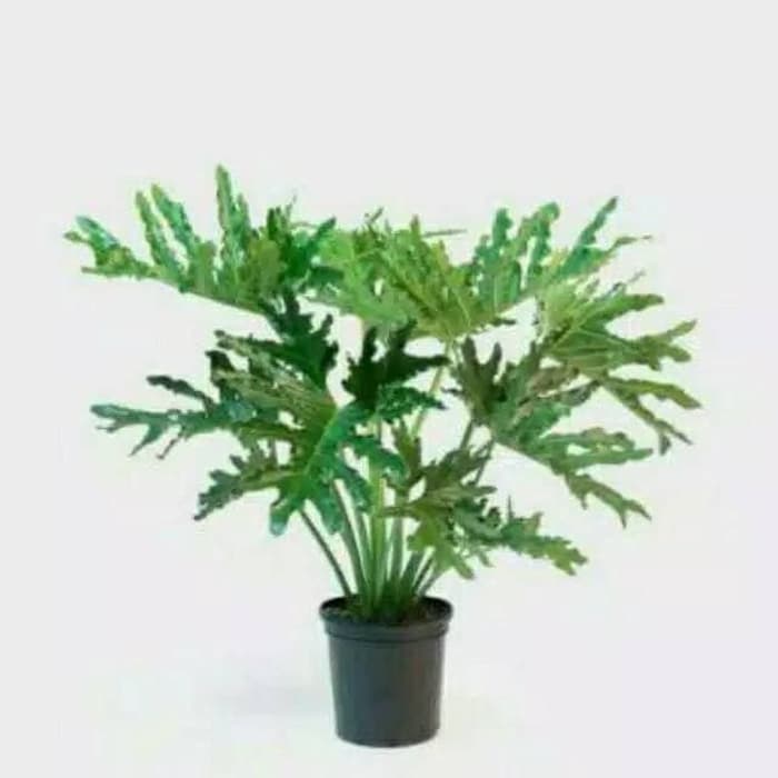 Tanaman hias philo dendrum - philo jari tanaman philo jari