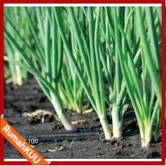 100 BIJI BENIH BIBIT DAUN BAWANG  FRAGRANT DATARAN RENDAH