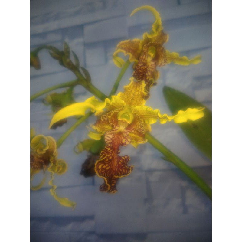 Bibit anggrek botol Dendrobium spectabile