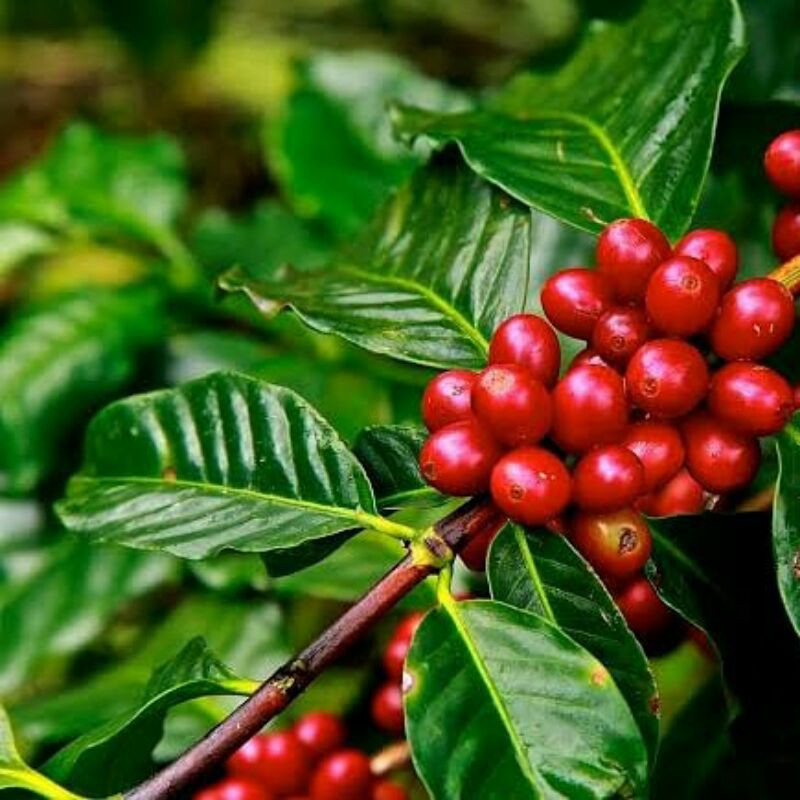 

kopi Sumatra Lintong Pure Arabica merek Coffeelord (500 gr)