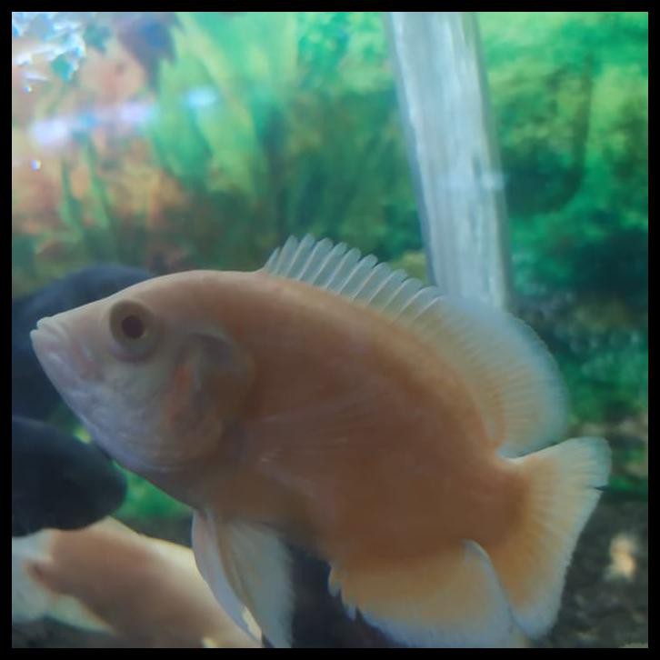 Jual Ikan Hias Oscar Albino Paris Xl Ukuran 10 Sampai 11 Cm