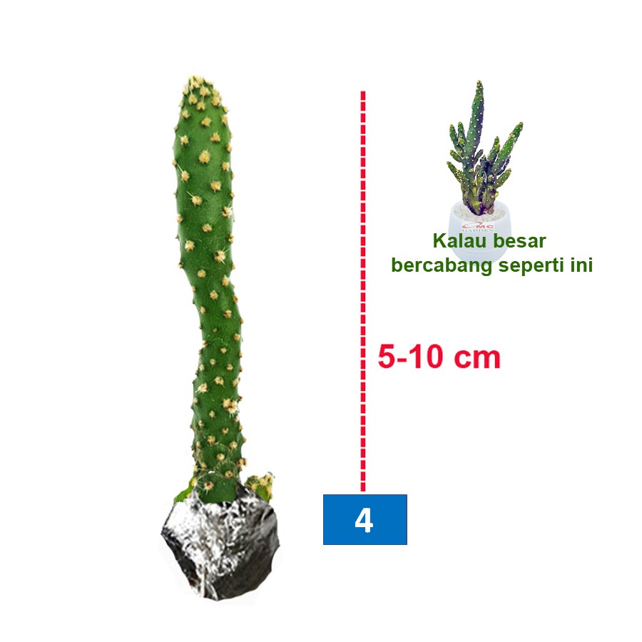 Tanaman Hias Sukulen Sekulen Mini Succulent Kaktus