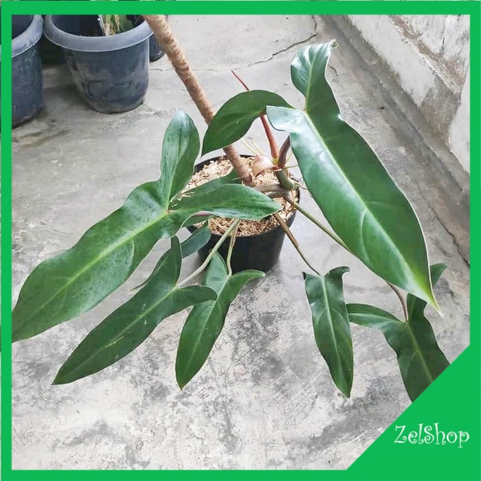 Philodendron Mexicanum / Philodendron Maxicanum