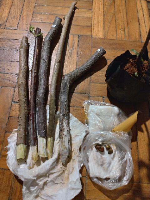 Bougenvile Pink/bambino Baby Alison./ Bogenvil. Bougenville