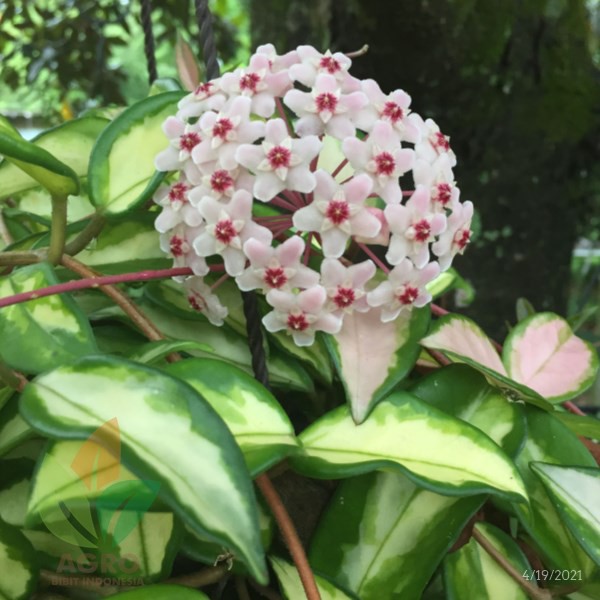 Bibit Bunga Hoya Carnosa Varigata