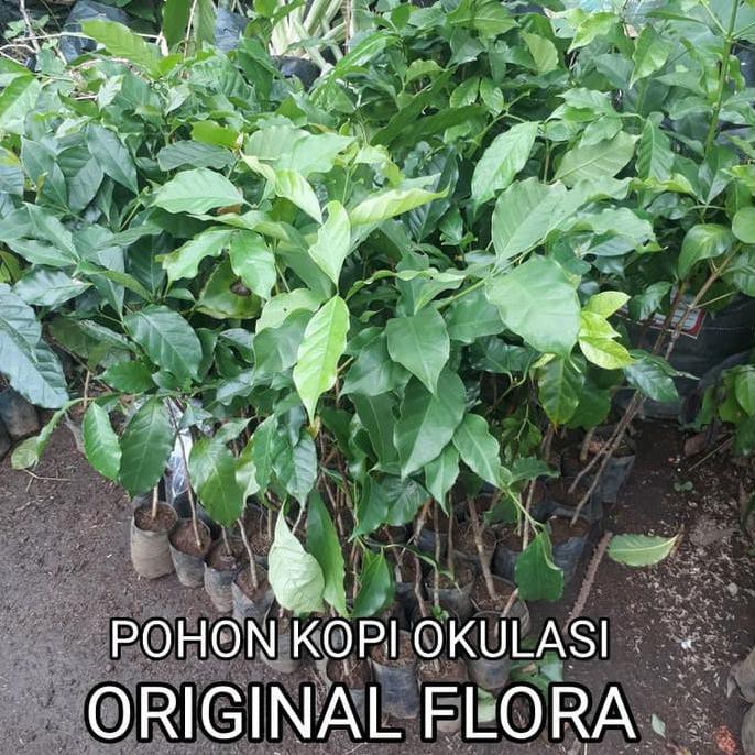 Bibit Tanaman Kopi Robusta Hasil Okulasi Ktmjb33 Ayo Beli  Ayo Beli  Segera Beli  Segera Dapatkan