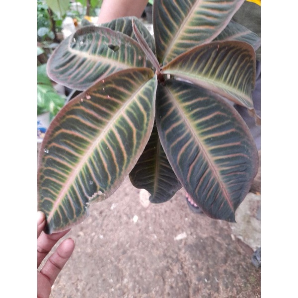 Ardisia pink