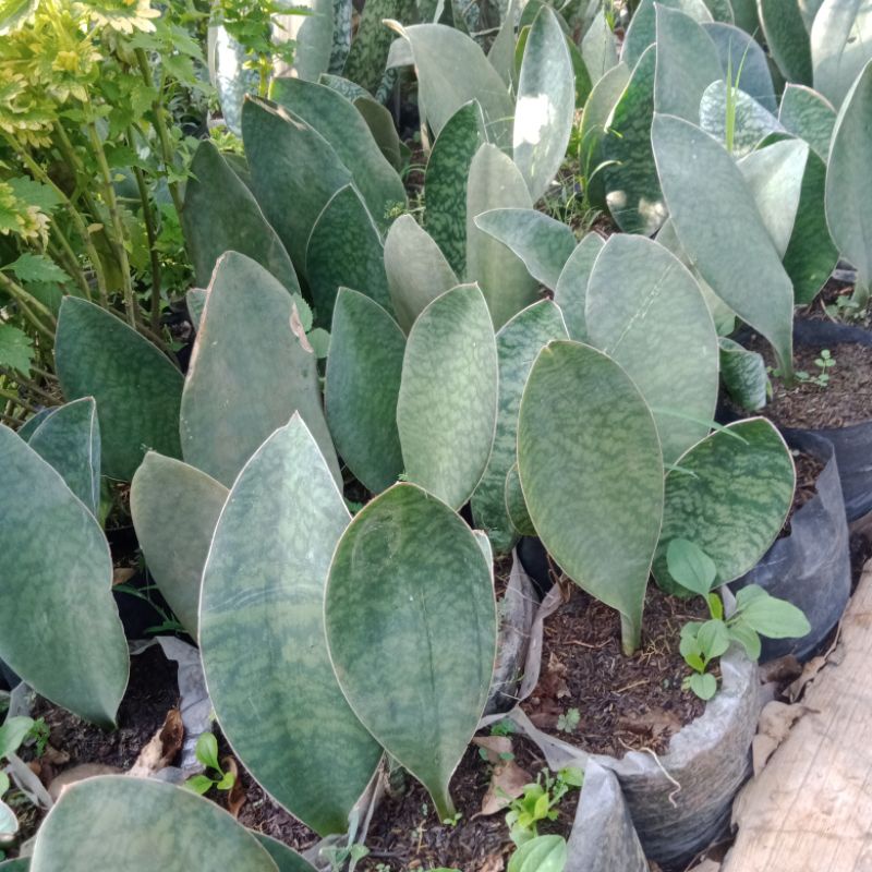 sansiviera centong ( masoniana )