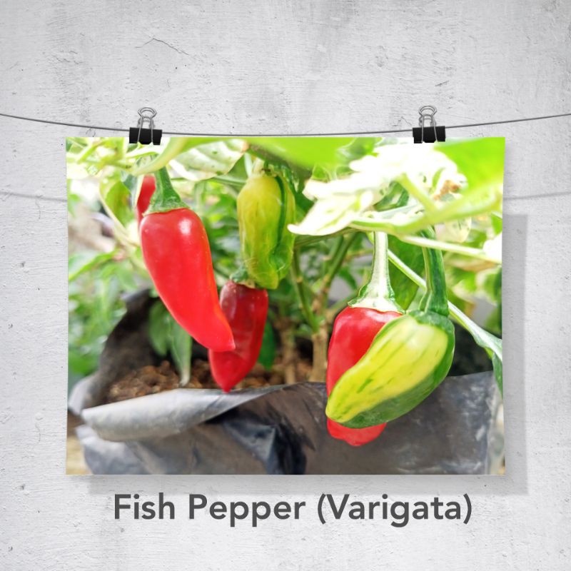 Benih / Biji / Bibit Cabe hias Fish Pepper (Varigata)