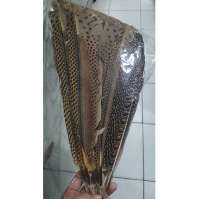 Bulu Ruai Kalimantan Pendek Shopee Indonesia